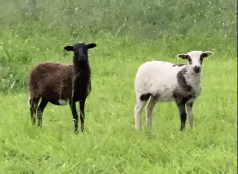 two sheep in a pasture in hawi big island